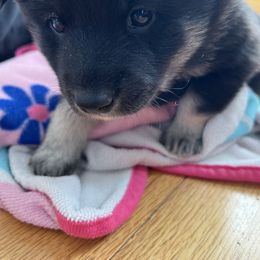Lapponian Herder Puppies from Onnellinen Kennels Lapponian Herders