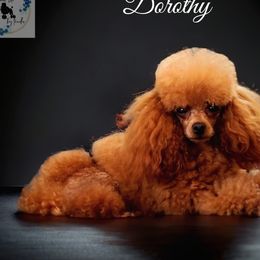 Dorthy - Poodle