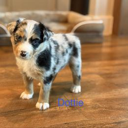 Dottie - Blue merle female Miniature Australian Shepherd puppy in Austin, Texas from Dripping Springs Mini Aussies