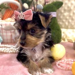 Tiny Princess Ariel - Black and tan female Yorkshire Terrier puppy in Fairview, West Virginia from Prims Puppies LLC