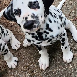 Dalmatian Puppies from Calvary's Dalmatians