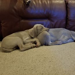 Weimaraner Puppies from About Time Weimaraners