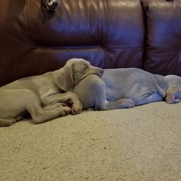 Weimaraner Puppies from About Time Weimaraners