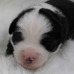 Girl 2 - Miniature Australian Shepherd puppy in Corydon, Indiana from Arbuckle’s Lookin Good Aussies (LGA)