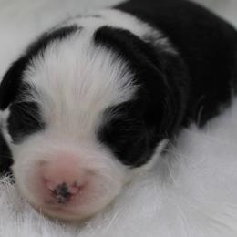 Girl 2 - Miniature Australian Shepherd puppy in Corydon, Indiana from Arbuckle’s Lookin Good Aussies (LGA)