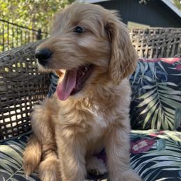Tiller - Red  male Goldendoodle puppy in Placerville, California from New Dawn Poodles and Doodles