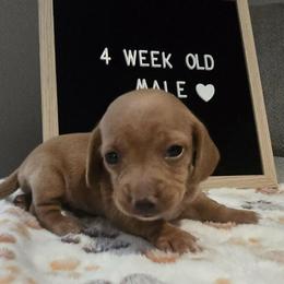 Dachshund Puppies from Blue Ridge Weenies