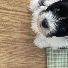 Biewer Terrier, Chinese Crested, and Havanese Puppies from Meadowview Havanese