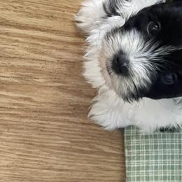 Biewer Terrier, Chinese Crested, and Havanese Puppies from Meadowview Havanese