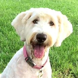 Bambi - Labradoodle