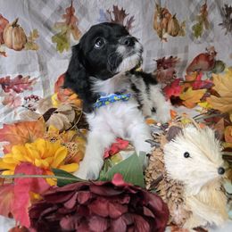 Black White baby boy - Black and white male Cavapoo puppy in El Paso, Texas from Far West Texas Oodles of Cavi's & Cavoodles