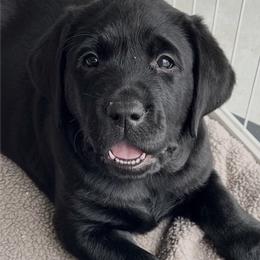 Blue Collar - Black male Labrador Retriever puppy in Buckeye, Arizona from Foothills Labrador Retrievers