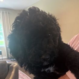 Maverick - Black male Bernedoodle puppy in Batavia, Ohio from Donciedoodlesohio.com