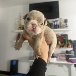 Peaches - Lilac tri-color female Bulldog puppy in Las Vegas, Nevada from PupsByNikki