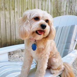 Zoey - Cavapoo