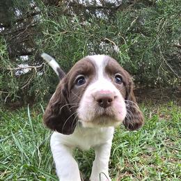Xander - White and liver male English Springer Spaniel puppy in Palisade, Colorado from Bigfoot's Kennel
