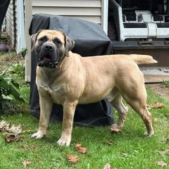 Chester - Boerboel