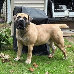 Chester - Boerboel
