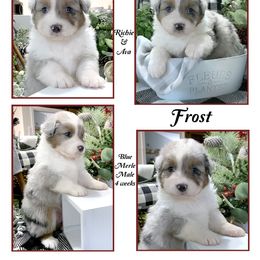 "Past litter" Australian Shepherd Puppies from Cedar Hill Australian Shepherds
