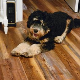 Malakai - Bernedoodle