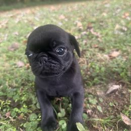 Teacup - Black female Pug puppy in Indian Trail, North Carolina from Love Pugs