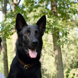 Moon - German Shepherd