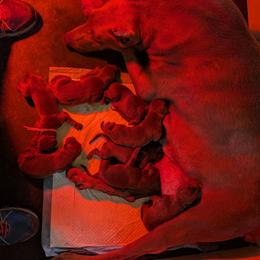 Cocoa - Red and rust female Doberman Pinscher puppy in Spencer, Indiana from Jackson's Dobermans