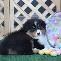 Valentine - Black tri-color male Australian Shepherd puppy in Circleville, Utah from Canyon Creek Aussies