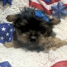 Runt Orange - Blue and gold male Yorkshire Terrier puppy in Milton, Florida from Sassenach Yorkie Kennels