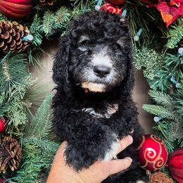 Twinkle (orange collar) - Goldendoodle puppy from M & L Doodles, LLC
