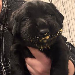 Silver boy - Black male Labrador Retriever puppy in Menifee, California from The Golden Leash Kennels