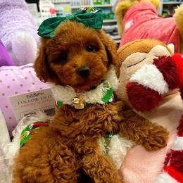 EMERALD - Red female Maltipoo puppy in Sugar Land, Texas from Celebrity Maltipoos