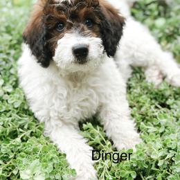 Dinger - Sable female Bernedoodle puppy in Pasco, Washington from Camp Doodle Woods