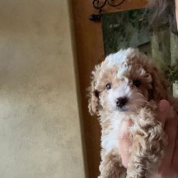 Maltipoo and Poodle Puppies from GG’s Maltipoos and Toy Poodles