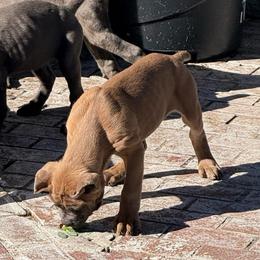 Blue collar - Gray and fawn male Cane Corso puppy in Morgan Hill, California from Corso Empire