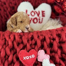 Goldendoodle Puppies from Maryland Designer Doodles