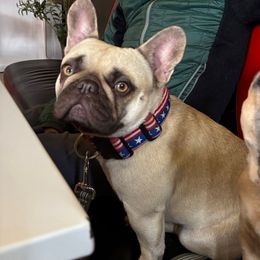 DROPS - French Bulldog