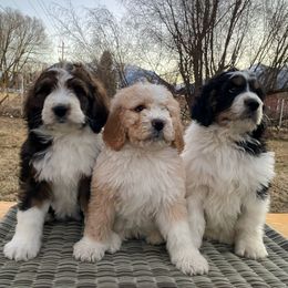 Bernedoodle and Bernese Mountain Dog Puppies from Mountain Top Bernedoodles