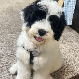 Portuguese Water Dog Puppies from Cornerstones Porties