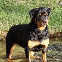 Splash - Rottweiler