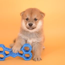 Hank -FULL REGISTRATION INCLUDED- - Red male Shiba Inu puppy in Neosho, Missouri from Kenny Cave K9s