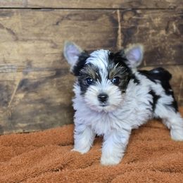 Oliver - Parti male Yorkshire Terrier puppy in Mountain Grove, Missouri from Precious Puppies