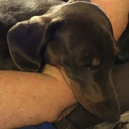 Dachshund Puppies from Linda Parcell