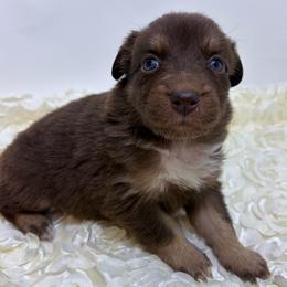 Cheer Bear - Pink Collar - Red & white female Australian Shepherd puppy in San Marcos, California from Faith Family Freedom Farm