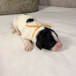 Oreo - Black and white male Bernedoodle puppy in Luana, Iowa from Country View Bernedoodles and Goldendoodles