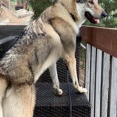 Czechoslovakian Vlcaks from Acting K9 Services