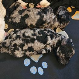 Goldendoodle, Poodle, and Schnoodle Puppies from Gaga's Doodles