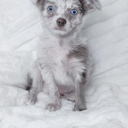 Chihuahua Puppies from Petite Pups LLC