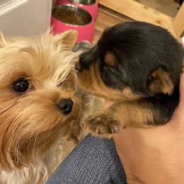 Yorkshire Terrier Puppies from Exquisite Yorkies