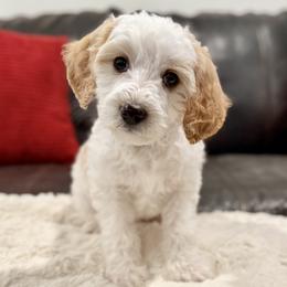 Bluey (Teal) - female Golden Mountain Doodle puppy in Twin Falls, Idaho from Magic Valley Family Doodles